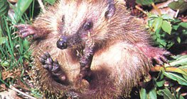 Бөөрөнхийлж буй зараа - 1