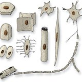 Эсийн хэлбэрүүд