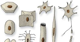 Эсийн хэлбэрүүд