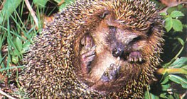 Бөөрөнхийлж буй зараа - 2