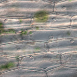 Ургамлын эпидермисийн эсүүд