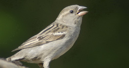 Оронгийн бор шувуу