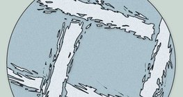 Самбай даавууны микроскопоор авсан зураг