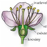 A virág részei
