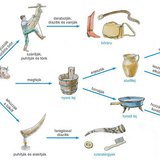 A szarvasmarha hasznosítása