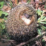 Бөөрөнхийлж буй зараа - 3