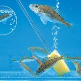 Аквариум дахь загас