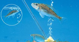 Аквариум дахь загас