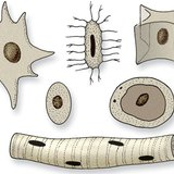 Төрөл бүрийн хэлбэрийн эсийн цөмүүд