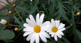 Хонин нүдэн цэцэг