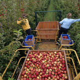 Алим хураалт