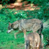 Нохой өвөг: чоно