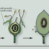 A termés kialakulása