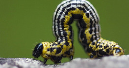 Төөлүүр хорхой