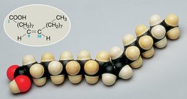 Олейны хүчлийн молекулын иштэй бөмбөлөг загвар