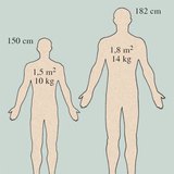 Хүний арьсны жин ба гадаргуугийн талбай