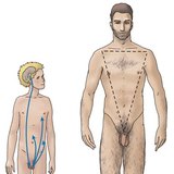 Төмсөгний дааврын зохицуулалт