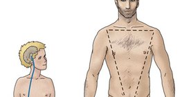 Төмсөгний дааврын зохицуулалт