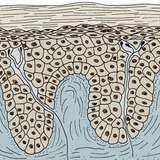 Эпидерми ба дерми