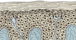 Эпидерми ба дерми