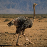 Ostrich