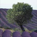 Лаванда цэцгийн талбай Европын хаа нэгт