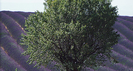 Лаванда цэцгийн талбай Европын хаа нэгт