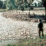 Нугасны ферм