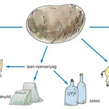 A burgonya hasznosítása