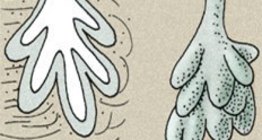 Арьсны булчирхай: өөхний булчирхай