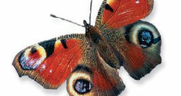 Европын тогос нүдэн эрвээхэй