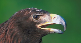 Цагаан сүүлт нөмрөг бүргэд