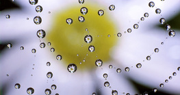 Усны дусалтай аалзны тор