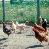 Гэрийн тахианы төрлүүд