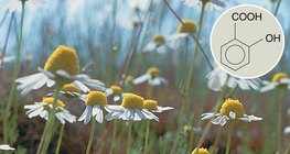 Салицилийн хүчлийн дайвар бүтээгдэхүүнүүд нь нь эрүүл мэндэд эерэг нөлөө үзүүлдэг