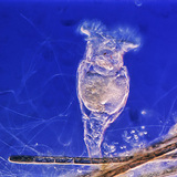 Дугуйт бичил биетэн