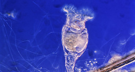 Дугуйт бичил биетэн