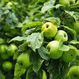 Модон дээрх ногоон алим