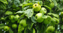 Модон дээрх ногоон алим