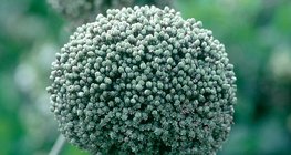 Сонины цэцэг