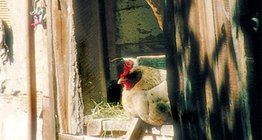 Тахианы үүр