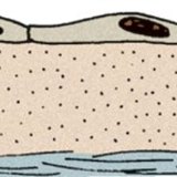 Хавтгай хучуур эд