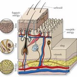 A bőr rétegeit felépítő szövetek