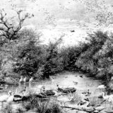 Усны зэрлэг ертөнц