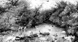 Усны зэрлэг ертөнц