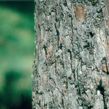 Алимны модны гол иш