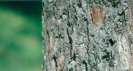 Алимны модны гол иш