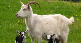 Ямаа ишигнийхээ хамт