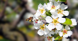 Цэцэглэж буй алимны мод