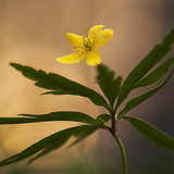 Шар яргуйжин